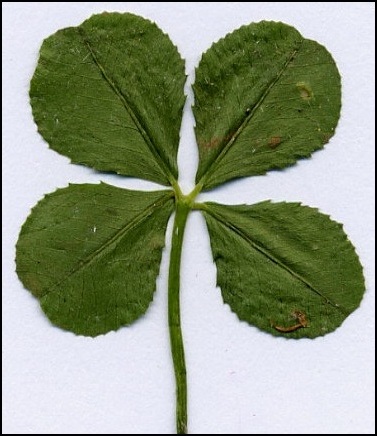 color me happy  needlepoint real 4 leaf lucky clover